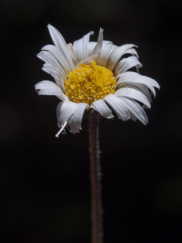 Bellis pappulosa.07