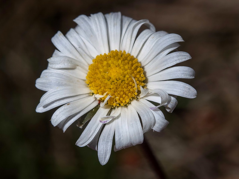Bellis pappulosa.08