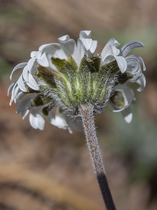 Bellis pappulosa.09