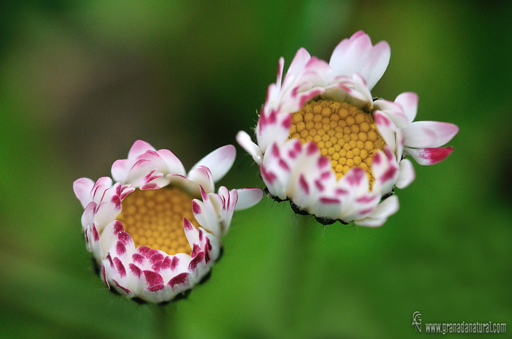 Bellis perennis