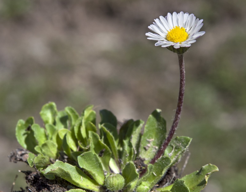 Bellis perennis.02