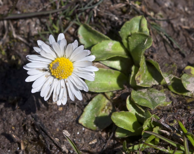 Bellis perennis.04