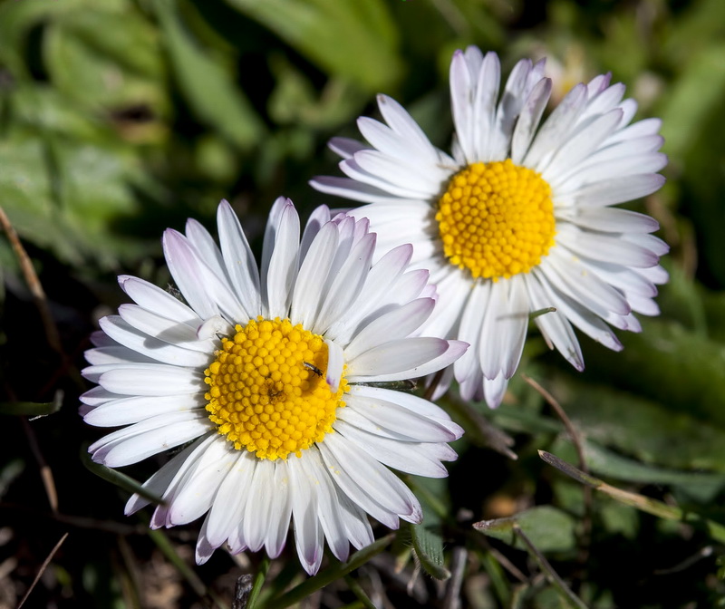 Bellis perennis.12