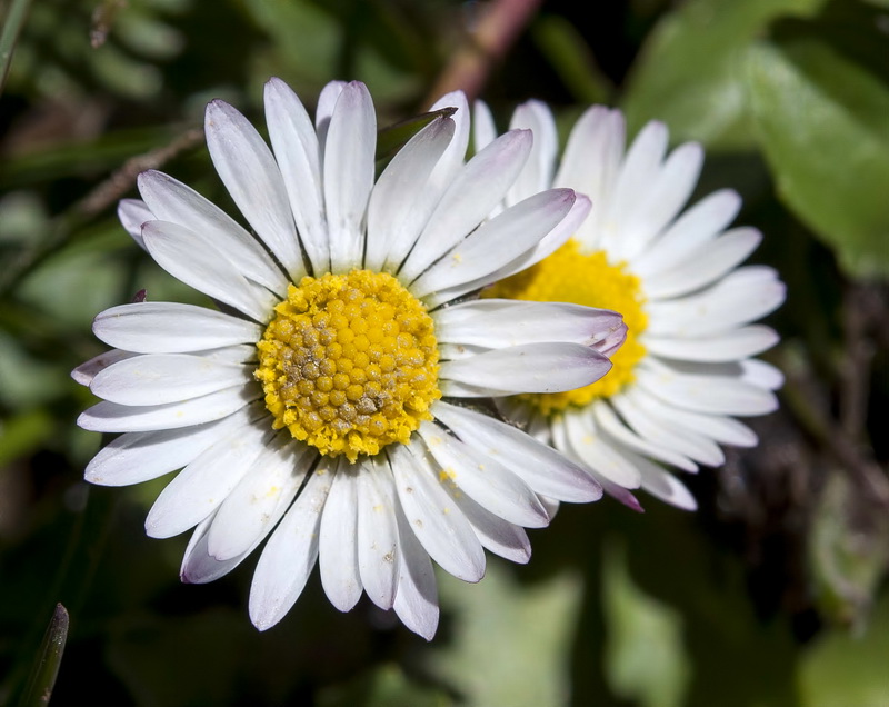 Bellis perennis.14