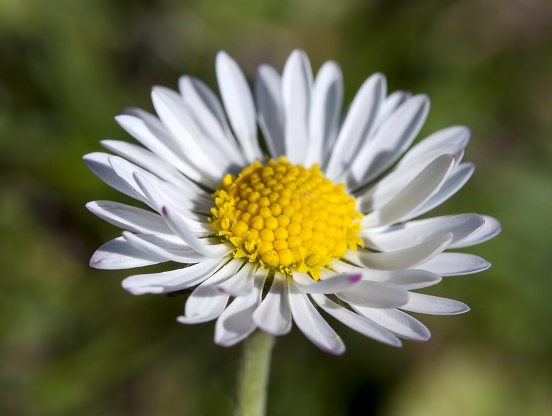 Bellis perennis.17