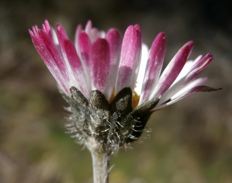 Bellis perennis.19