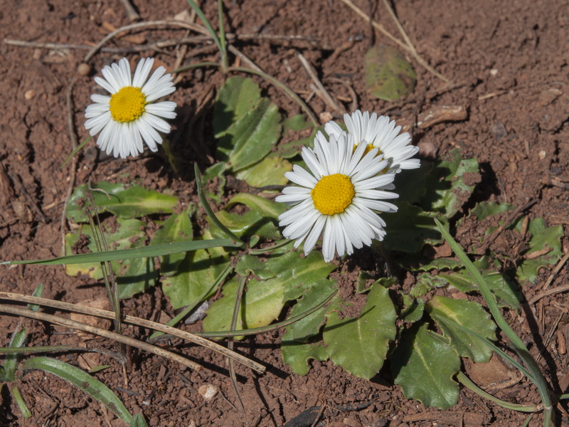 Bellis perennis.21