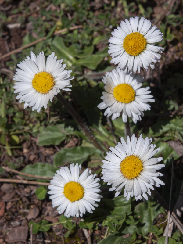 Bellis perennis.22