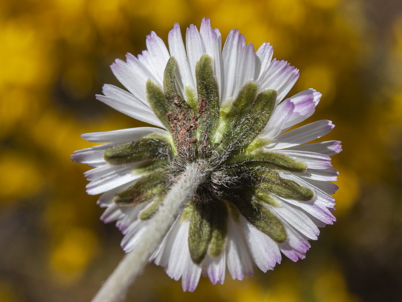 Bellis perennis.24