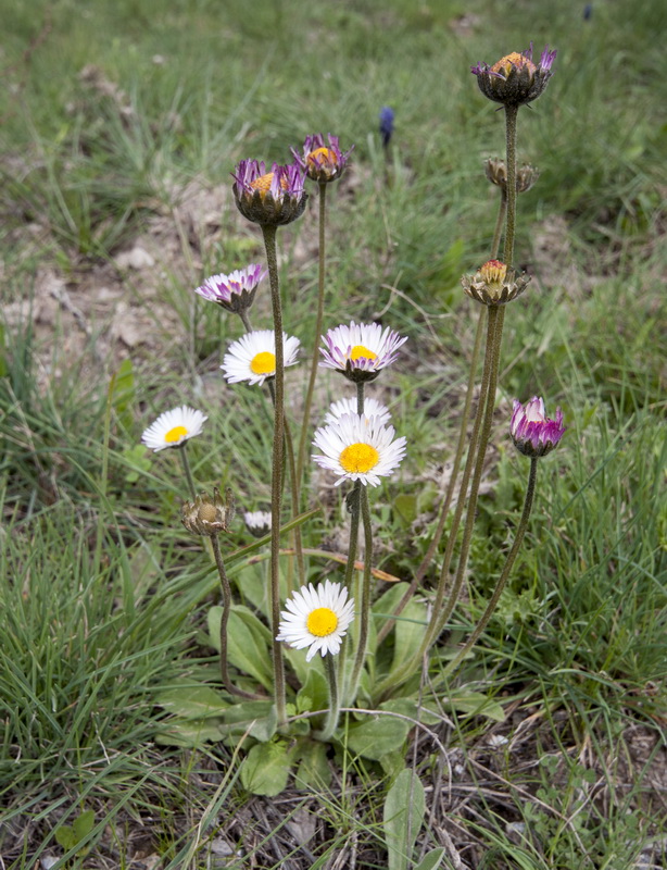 Bellis sylvestris.01