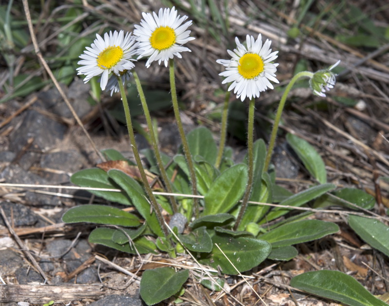 Bellis sylvestris.02