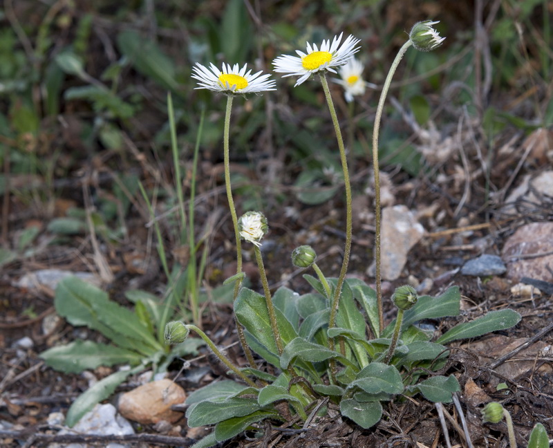 Bellis sylvestris.03