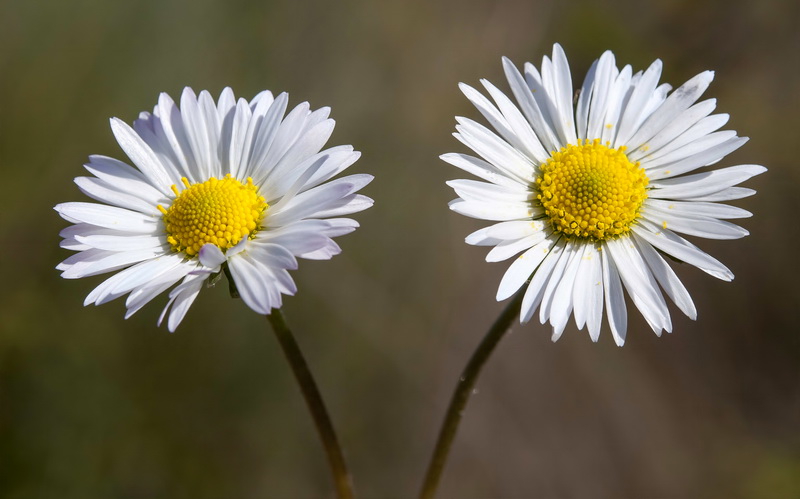 Bellis sylvestris.07