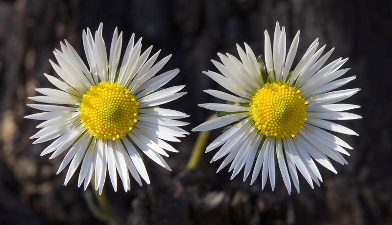 Bellis sylvestris.10