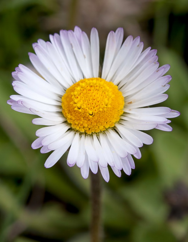 Bellis sylvestris.11