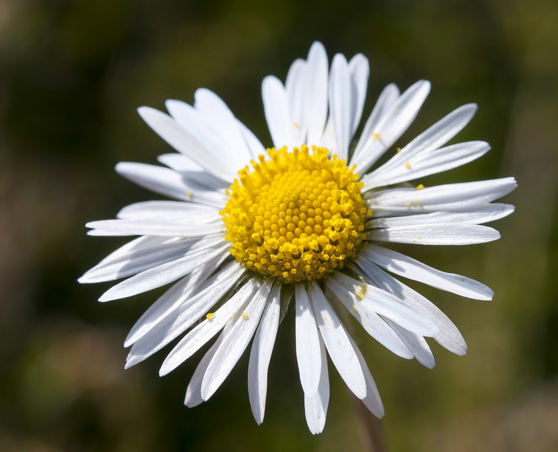 Bellis sylvestris.15