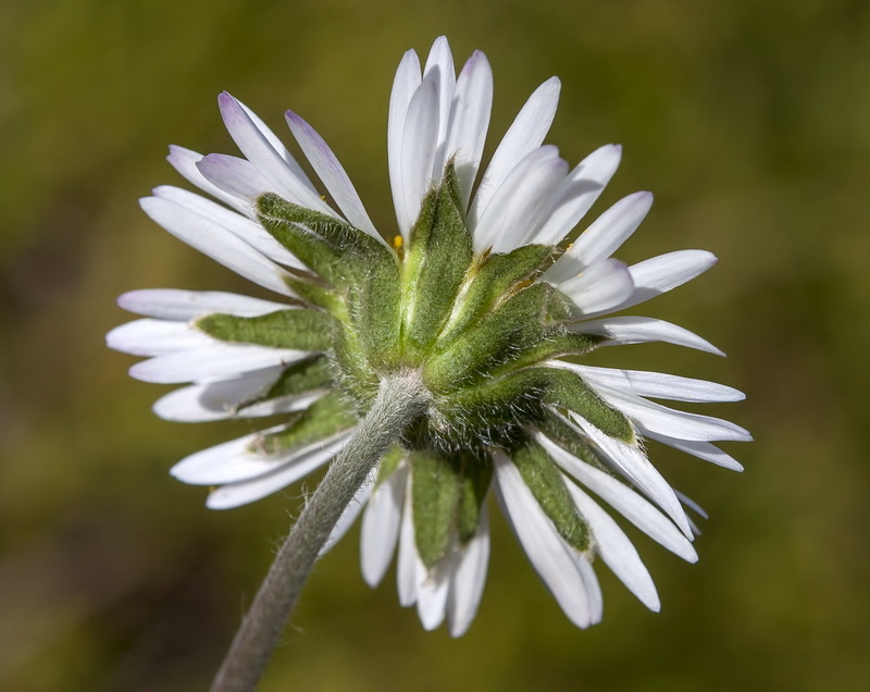 Bellis sylvestris.18