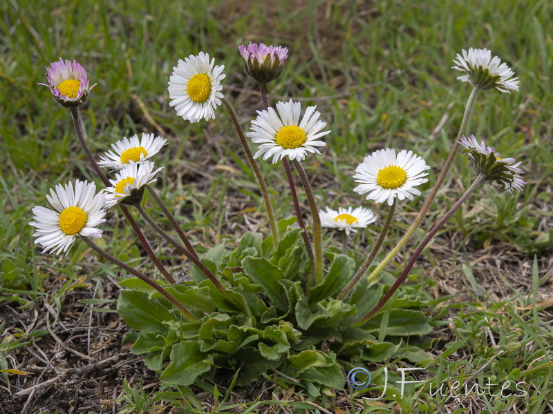 Bellis sylvestris.19