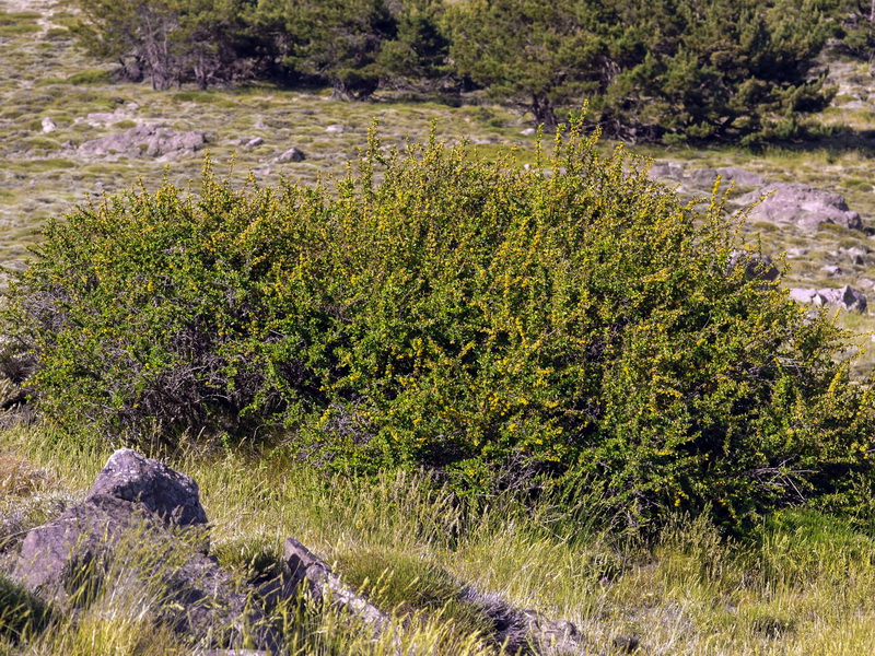 Berberis hispanica.01