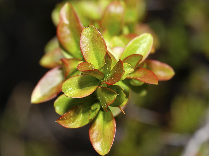 Berberis hispanica.05