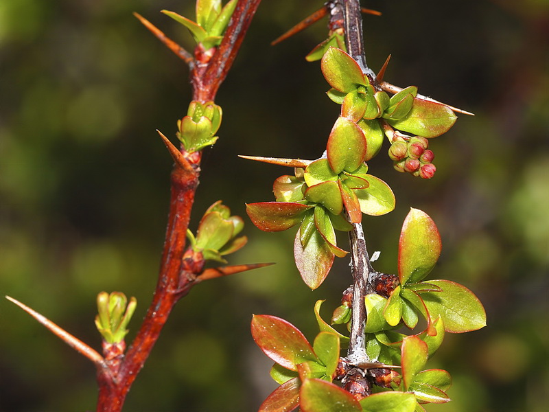 Berberis hispanica.07