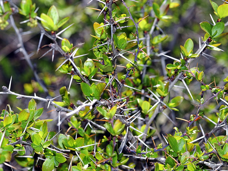 Berberis hispanica.11