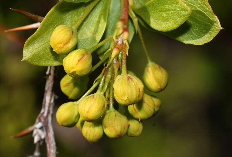 Berberis hispanica.12