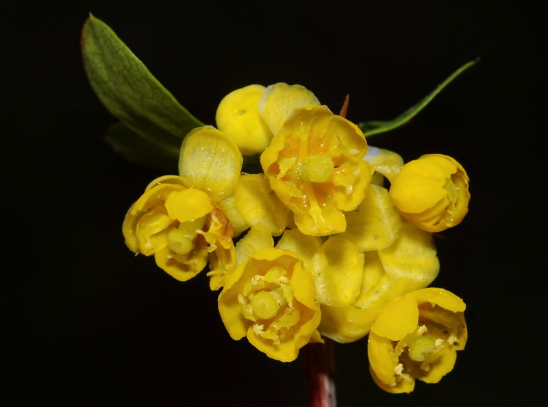 Berberis hispanica.13