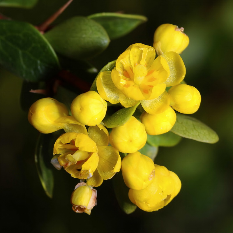 Berberis hispanica.15