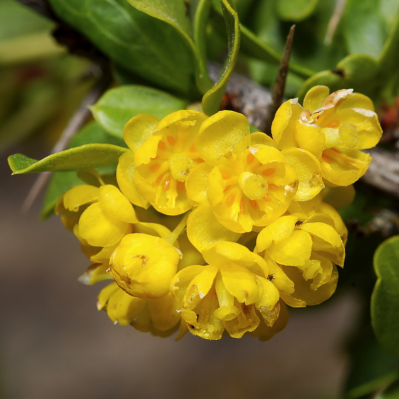 Berberis hispanica.16