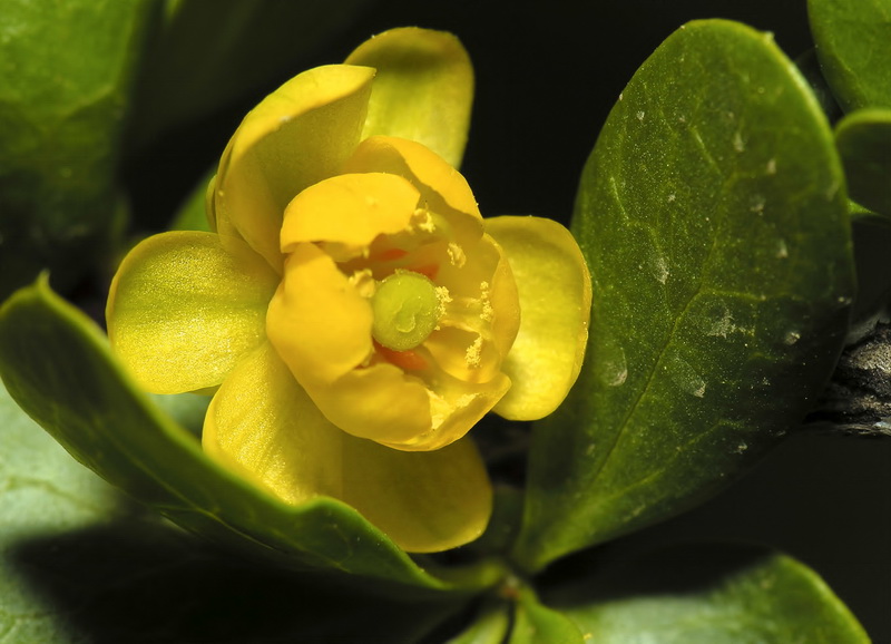 Berberis hispanica.17