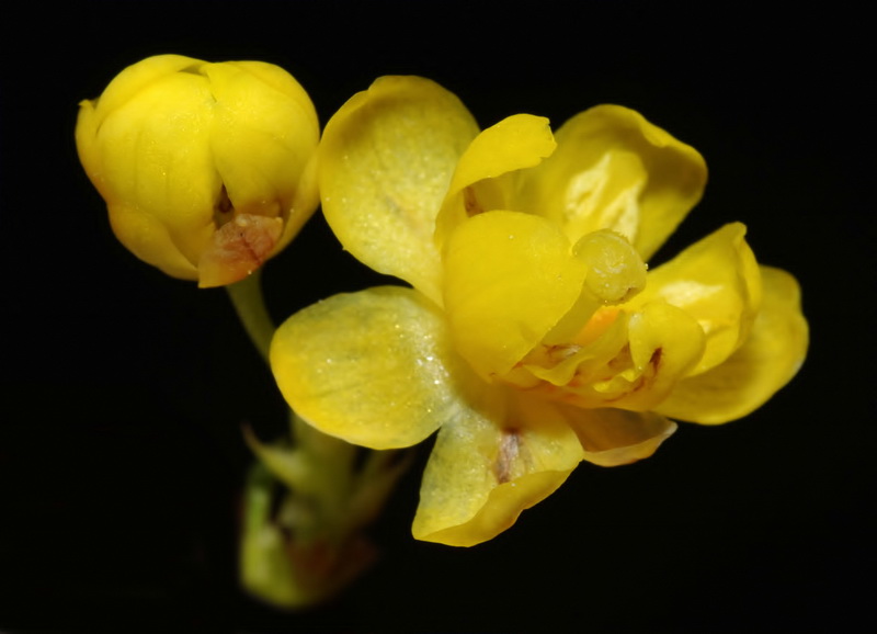 Berberis hispanica.18