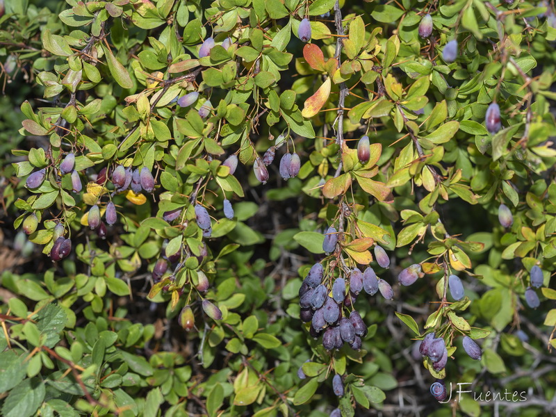 Berberis hispanica.21