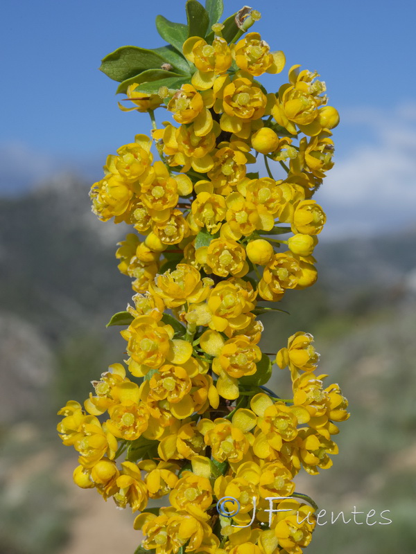 Berberis hispanica.23