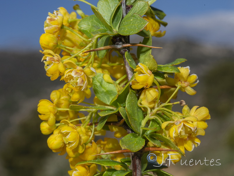 Berberis hispanica.24