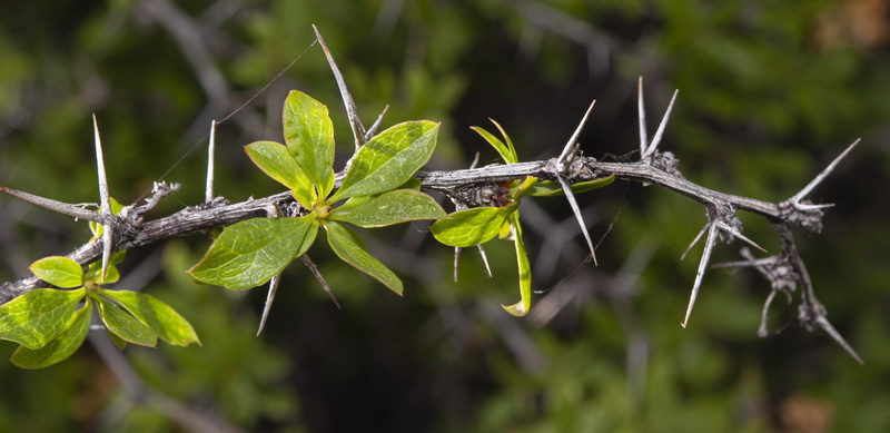 Berberis hispanica.28