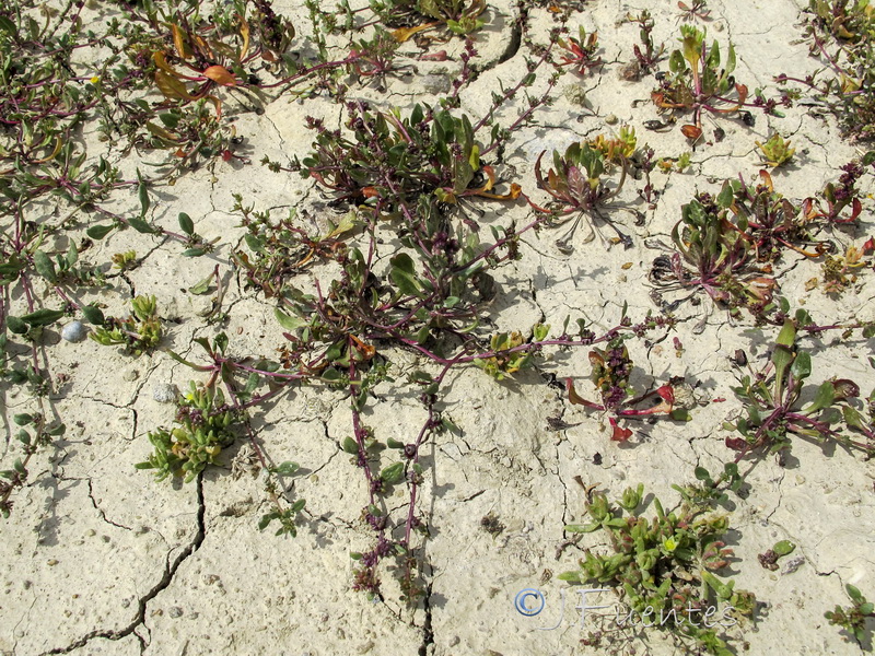 Beta macrocarpa.01