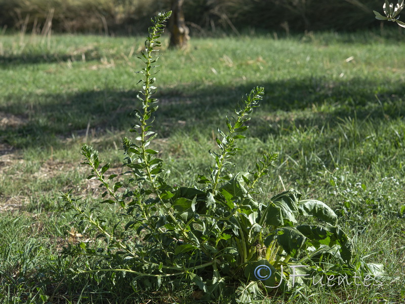 Beta vulgaris.01