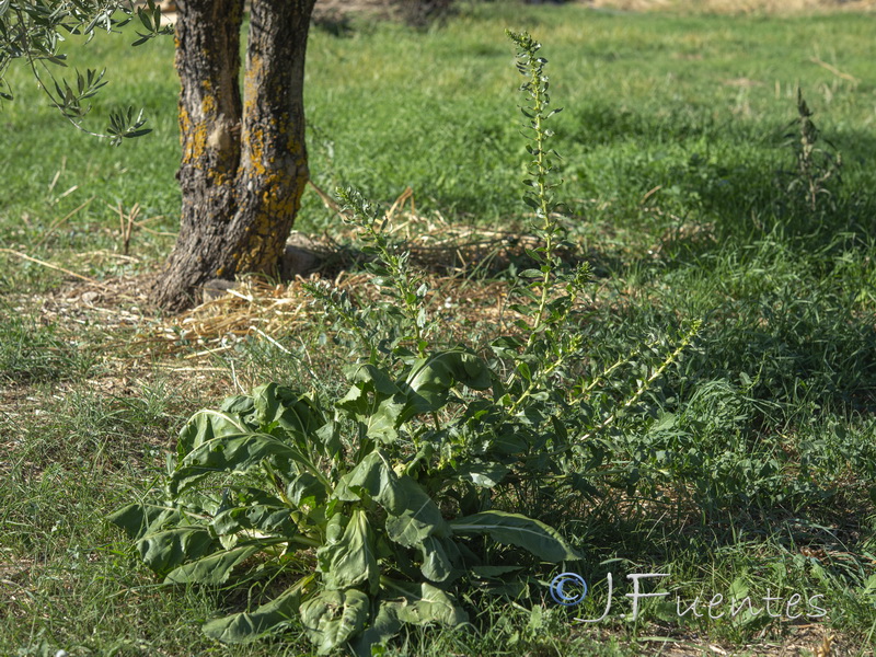 Beta vulgaris.02