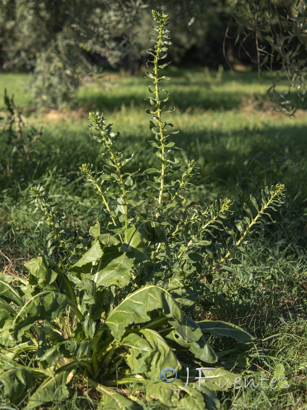Beta vulgaris.03