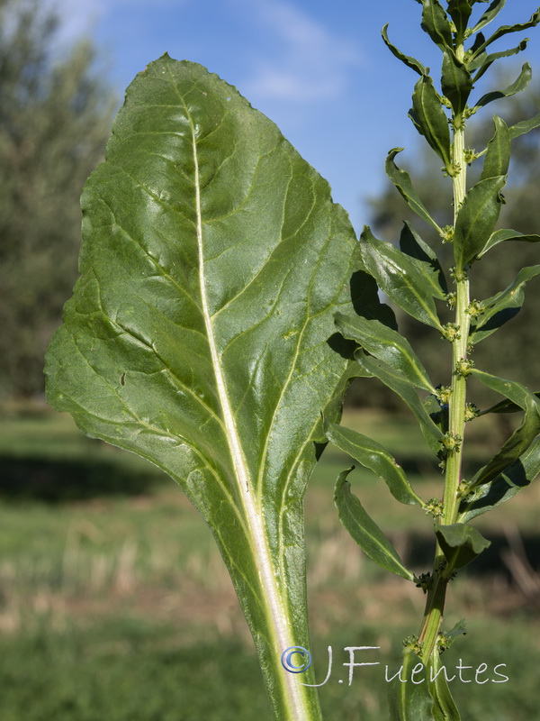 Beta vulgaris.04