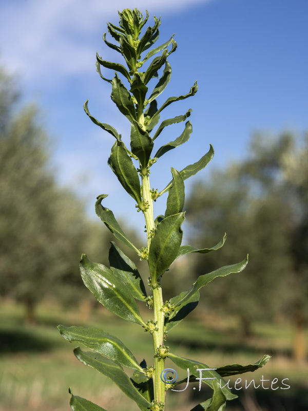 Beta vulgaris.05
