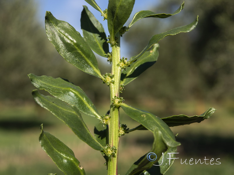 Beta vulgaris.06
