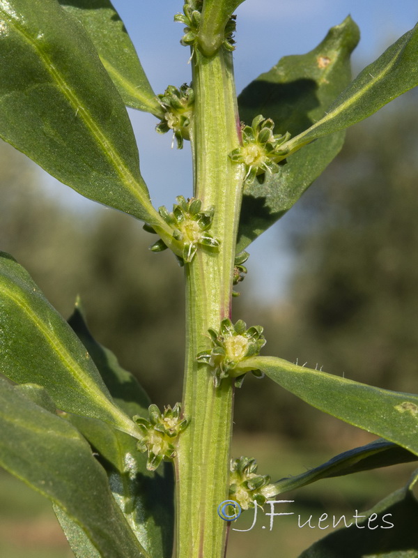 Beta vulgaris.07