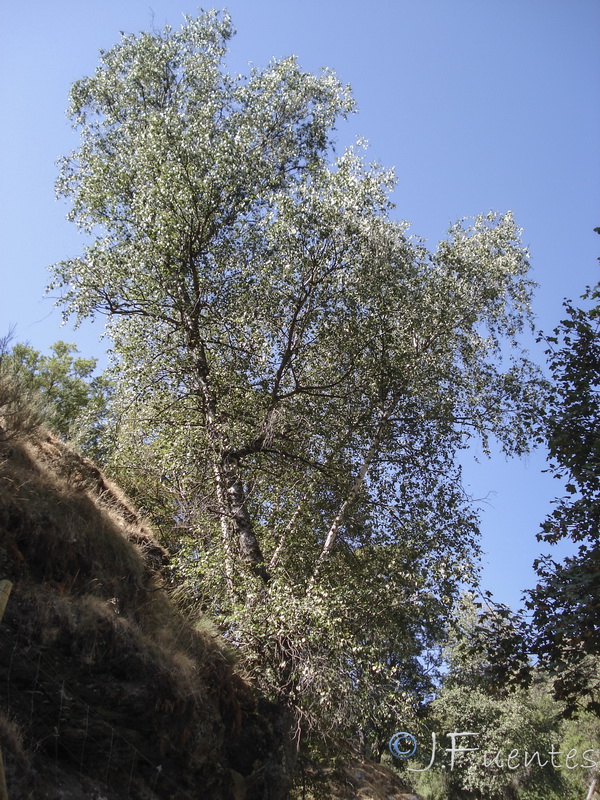 Betula pendula fontqueri.02