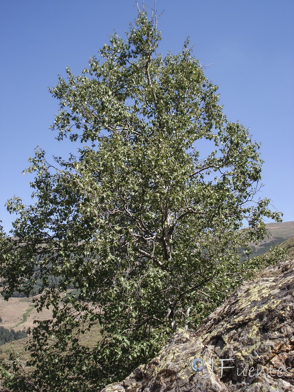 Betula pendula fontqueri.03