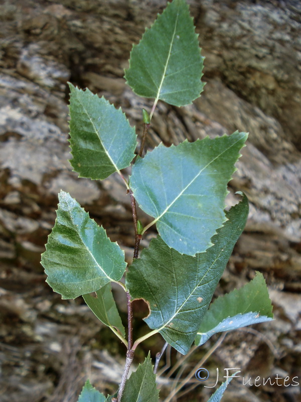 Betula pendula fontqueri.06