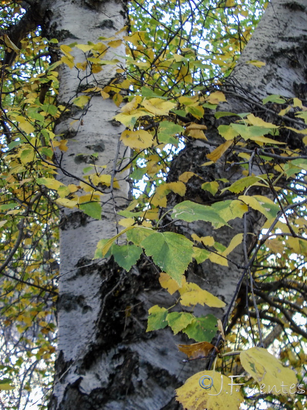 Betula pendula fontqueri.08