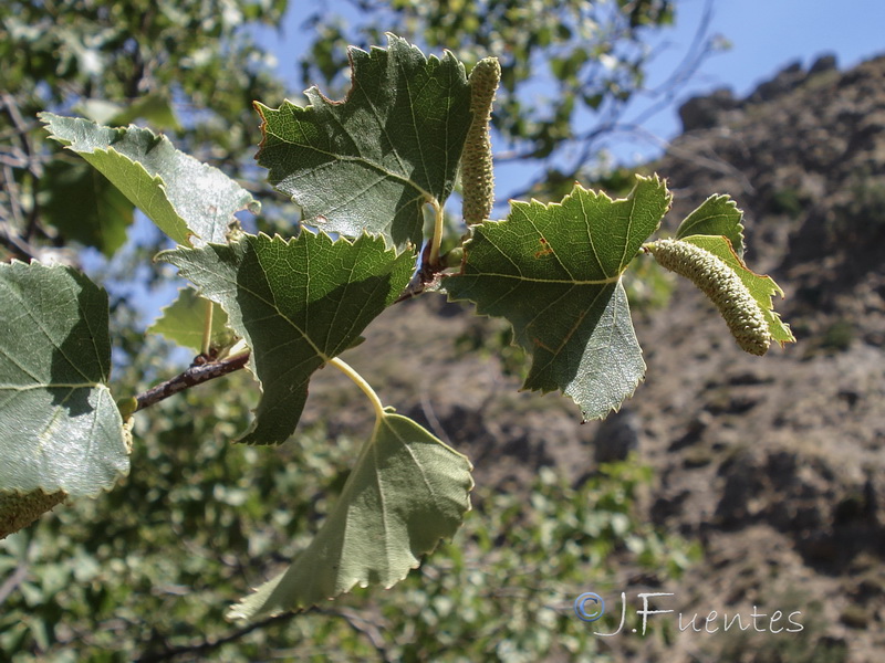Betula pendula fontqueri.10