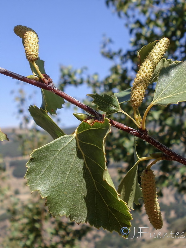 Betula pendula fontqueri.11